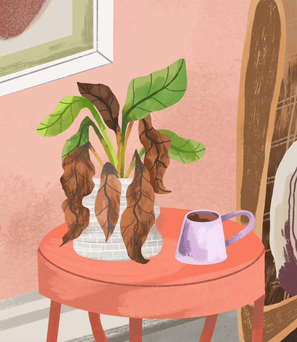 Eerste hulp bij planten